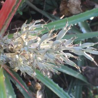 Bromelia pinguin L.